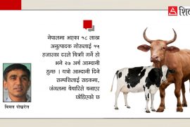 किसानमारा गाईनीति र अलपत्र २७ अर्बका गोरु !