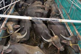 मापदण्ड विपरीत पशु ढुवानी गर्ने १२ सवारीसाधनलाई कारबाही