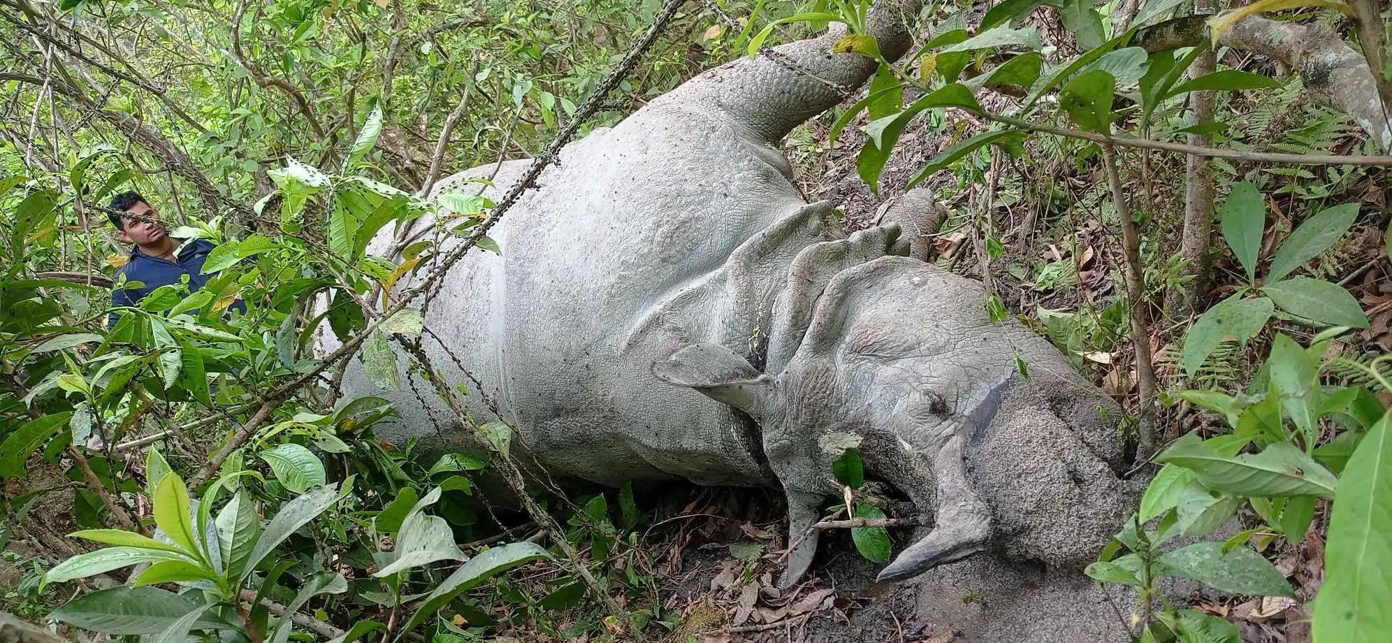  चितवन राष्ट्रिय निकुञ्जमा बाघ र गैँडा मृत फेला