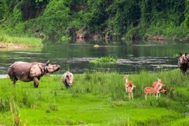 चितवन राष्ट्रिय निकुञ्जका लागि बजेट अपर्याप्त, दुर्लभ वन्यजन्तु संरक्षणमा चुनौती