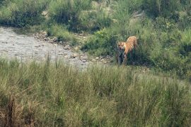 वन्यजन्तुको आक्रमणवाट ६ महिनामा १० जनाले ज्यान गुमाए