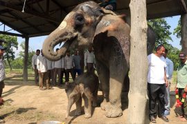 संरक्षणकर्मीको सम्मानमा भाले छावाको नामाकरण गरियो ‘वेदगज’