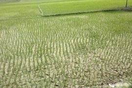 मनसुन समय अगावै भित्रिदा धान रोपाइँ बढ्यो, कुन प्रदेशमा कति ?