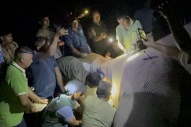ध्रुवे हात्तीलाई रेडियो कलर जडान, दाह्रा काटेर छाडियो