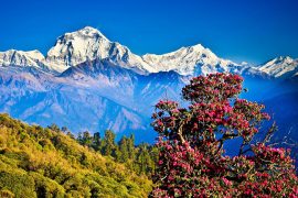 डीआर अटुको ‘पोखराको बजारै राम्रो’ गीत सार्वजनिक