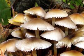 च्याउले लियो ज्यान , च्याउखादा होसीयारी अपनाउन आवश्यक