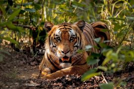 बाघको आक्रमणमा परि दुई युवाको मृत्यु