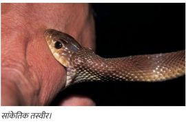 झलनाथलाई सर्प पाल्न ७२ करोड