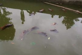 उद्धार गर्दागर्दै पनि २२ वटा बाँदर मरे