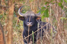 चितवन राष्ट्रिय निकुञ्जमा जङ्गली हात्तीका कारण गौरीगाई गणना स्थगित