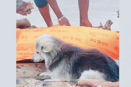 मालिकको शव पछ्याउँदै चितामा चढ्यो कुकुर