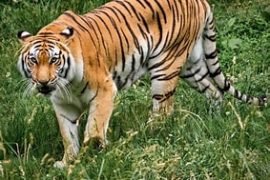 बस्ती छिरेर सताउने बाघ चितवन राष्ट्रिय निकुञ्जको नियन्त्रणमा