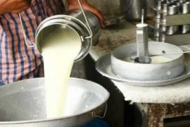 चितवनका किसानद्वारा दूधको मूल्य बढाउन माग