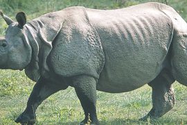 पूर्वी चितवनको रत्ननगरमा गैंडाको आक्रमणबाट एक जनाको मृत्यु