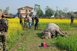 चितवन राष्ट्रिय निकुञ्जमा गैंडाका दुई बच्चा मृत भेटिए