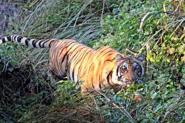 चितवनको माडीमा बाघको आक्रमणबाट तीन जना घाईते