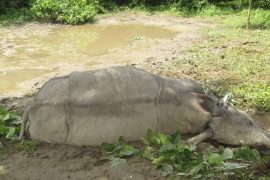 चितवन राष्ट्रिय निकुञ्जमा मृत गैँडाको खाग भेटिएन