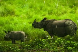 चितवन राष्ट्रिय निकुञ्जको ६२ हेक्टर जमिनमा घाँसेमैदान व्यवस्थापनको काम सुरु