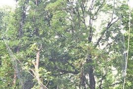 संड्ढटमा चमेरो