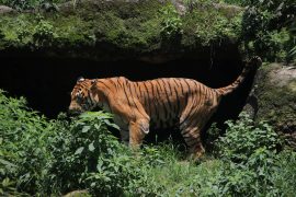 क्यामेरा ट्यापिङ्बाट बाघको अवस्था बुझ्दै चितवन राष्ट्रिय निकुञ्ज