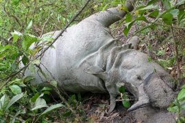 चितवन राष्ट्रिय निकुञ्जमा बाघ र गैँडा मृत फेला