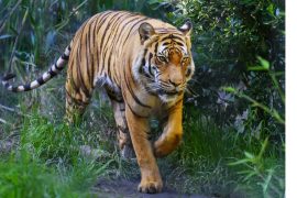 चितवन र पर्सा राष्ट्रिय निकुञ्जमा बाघ गणनाको दोस्रो भागको काम सकियो, एकभाग बाँकी