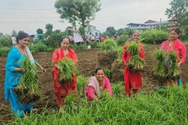 कोदोको प्रवद्र्धन गदै त्रिपुरेश्वर सहकारी, खाली जमिनमा कोदो रोप्दै