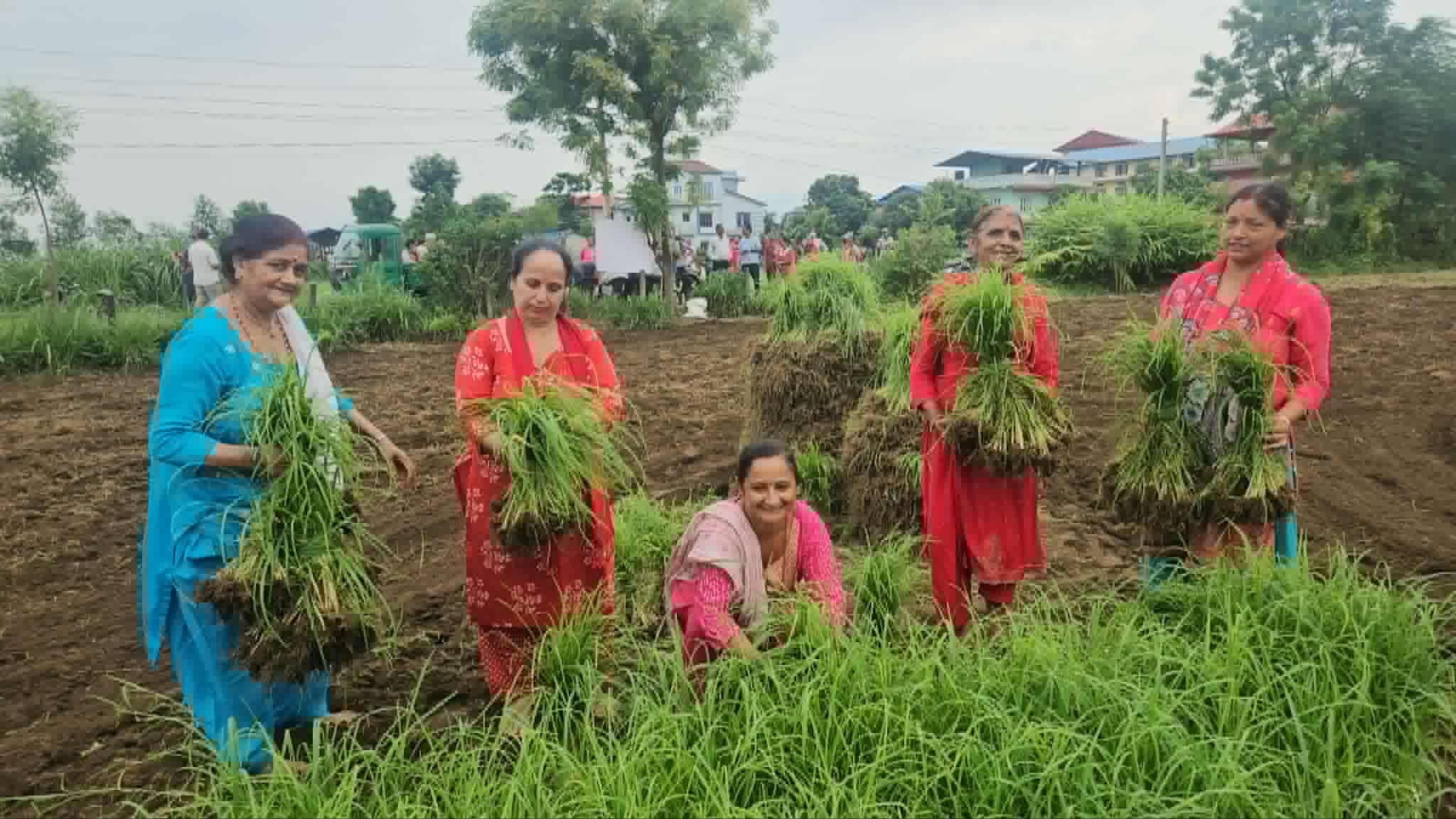 कोदोको प्रवद्र्धन गदै त्रिपुरेश्वर सहकारी, खाली जमिनमा कोदो रोप्दै